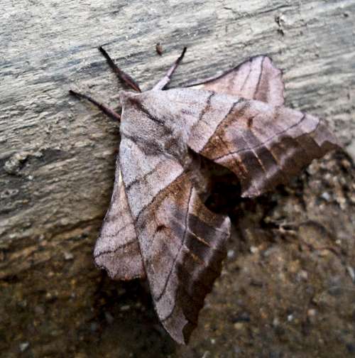 Appalachian Moth