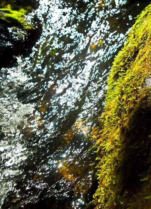 Water and Moss