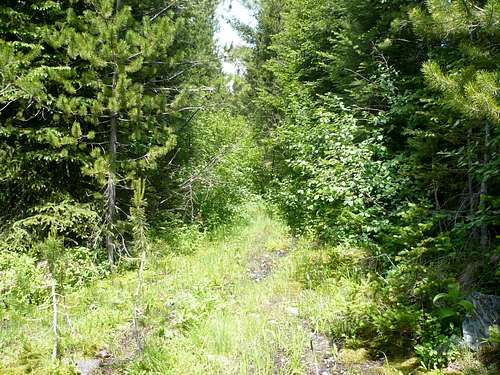 Following the old Rattlesnake Creek trail