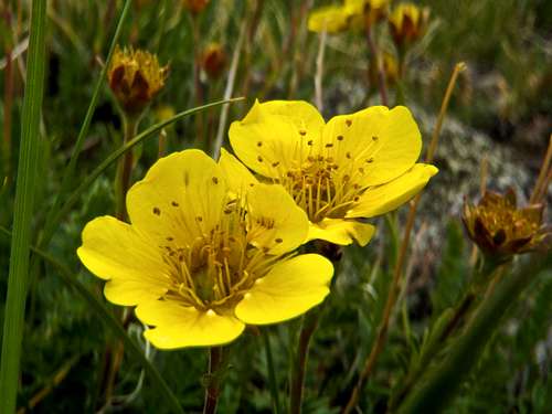 Buttercups below Grays Peak