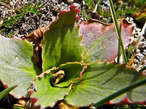 Flora of Grays Peak