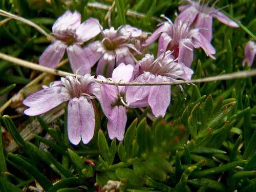 Flora of Grays Peak