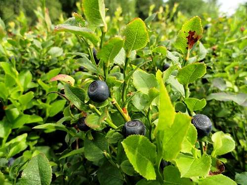 Fruits of Bilberry
