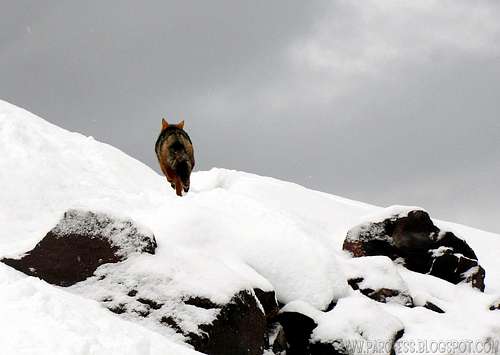 Wild fox at Cotopaxi, time to go