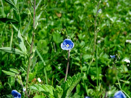 Blue flower (help appreciated !)