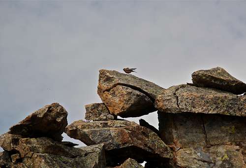 Little bird, sky and rocks