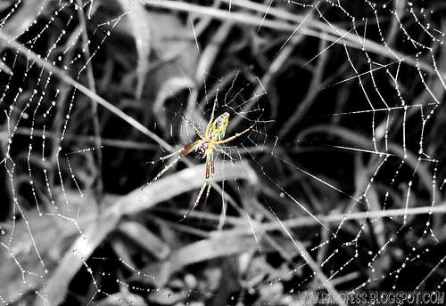 Spider in cutout