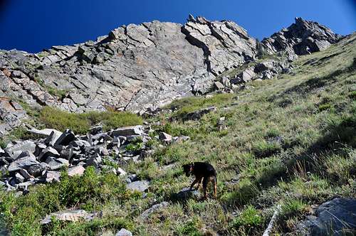 My dog Watanga ascending Flattop Mountain