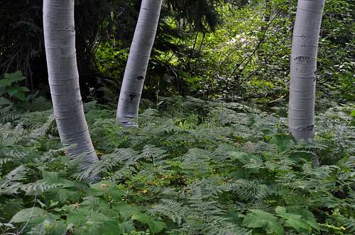 Lush Mount Zirkel Wilderness flora