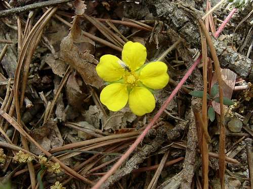 Yellow Flower on Wildflower Trail