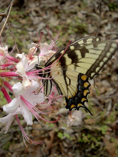Butterfly on Wildflower Trail