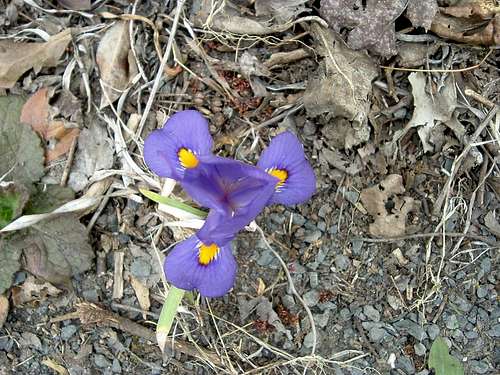 Iris on Wildflower Trail