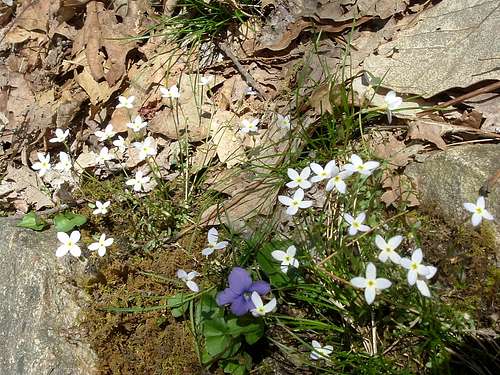 White Flowers and Violet