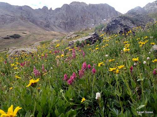 Upper Basin Wildflowers