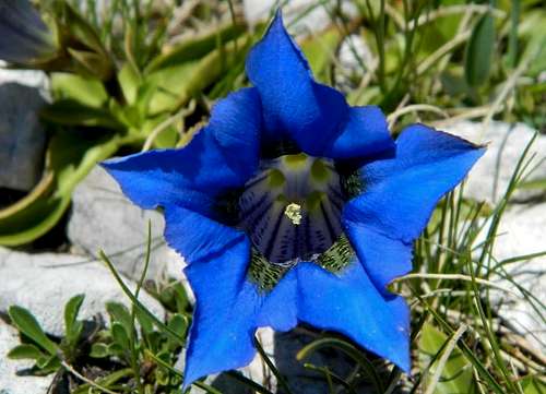 Gentiana