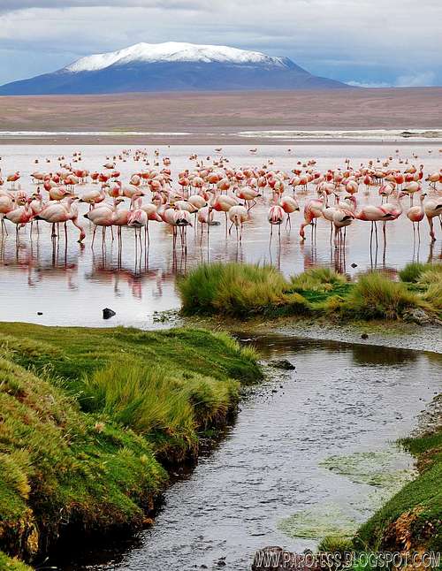 Point 5660m and Flamingoes