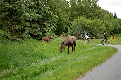 Moose on the Bikepath