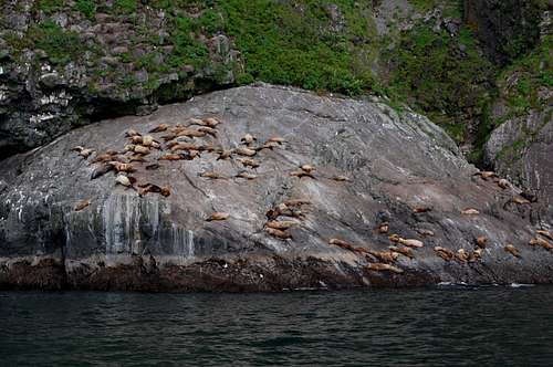 Seal Rookery