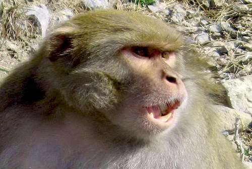 Angry Monkey Close-up