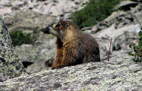 Capitol Lake marmot