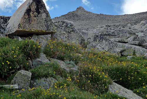 Wildflowers below K2 boulderfield