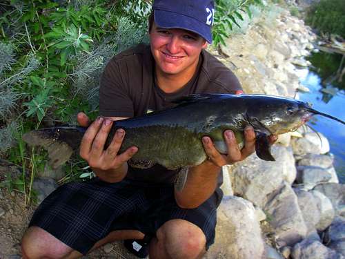 Channel Catfish