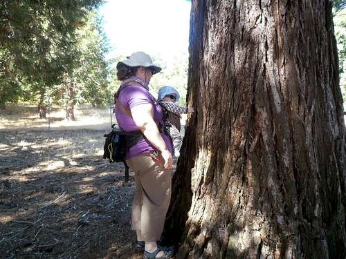meeting my first giant sequoia