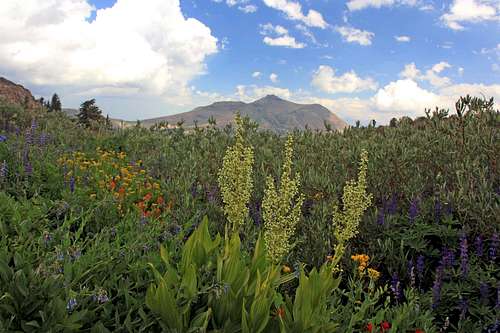 Assorted flowers and Red Lake Peak