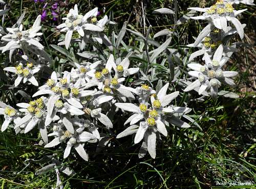 Leontopodium Alpinum in Gran Paradiso National Park