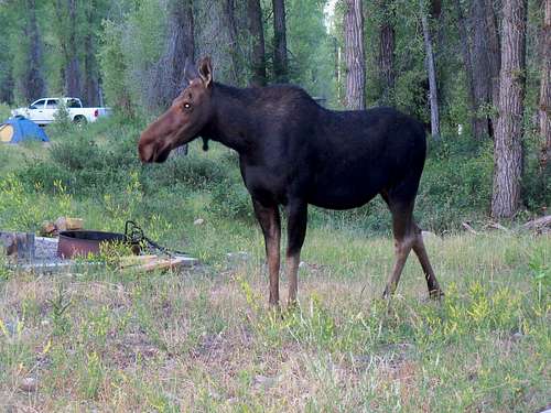 Moose in Campground