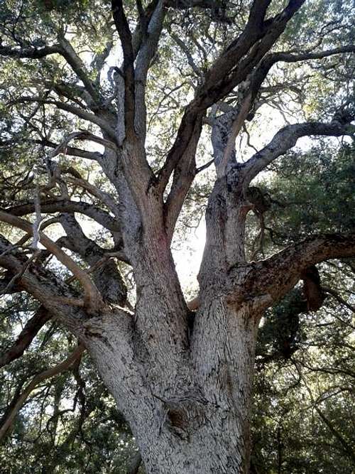 Ancient Live Oak