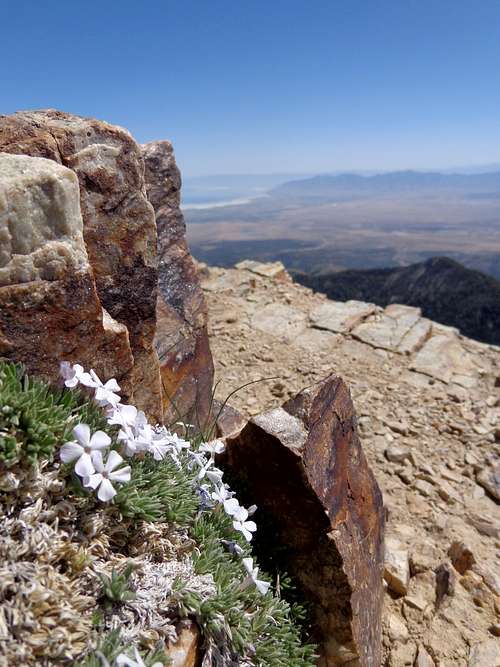 White flowers on summit