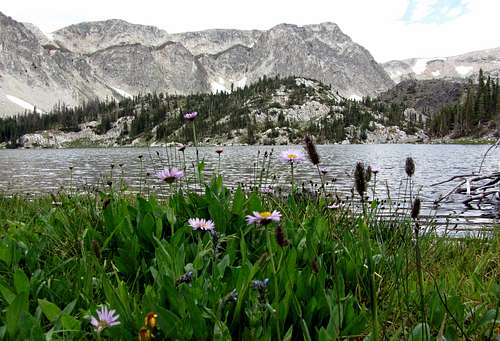 Mirror Lake wildflowers