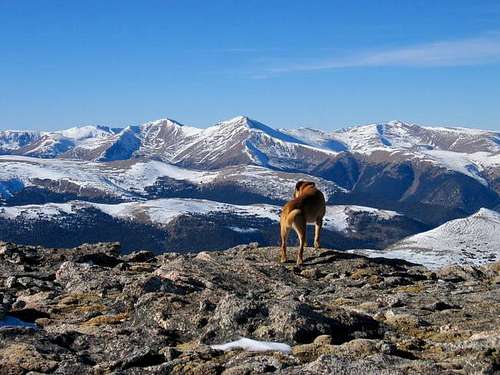 Sopris dog on the summit of...
