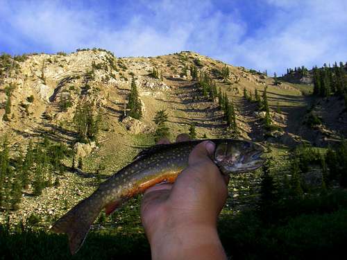Sunset Peak and a Brook Trout