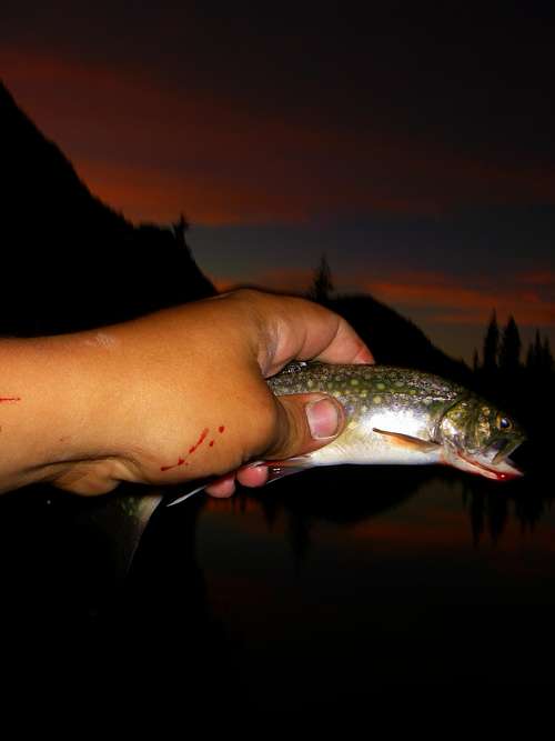 Brook Trout and a sunset