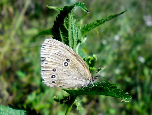 Butterfly (Ramet Gorges)