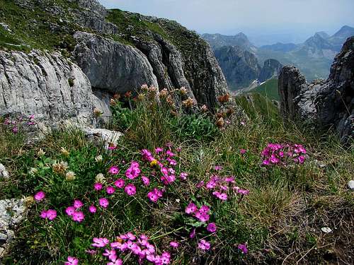 Flowers at slopes of Prutaš