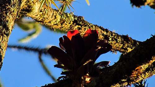 Young Red Bromelia