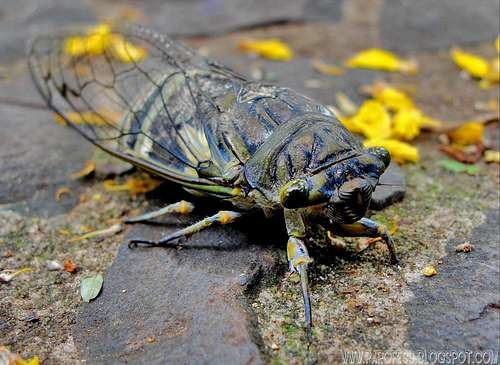 <b><i>Cicada Orni</b></i>
