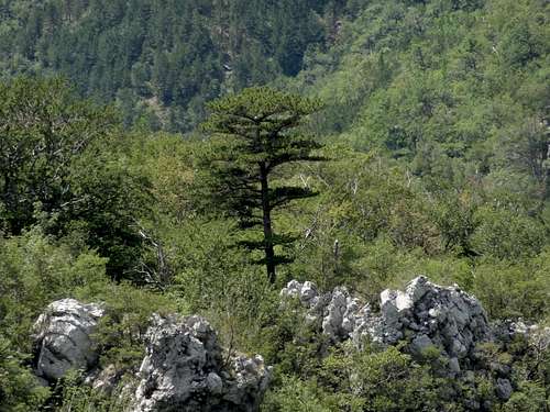 Black pine in the Paklenica highlands