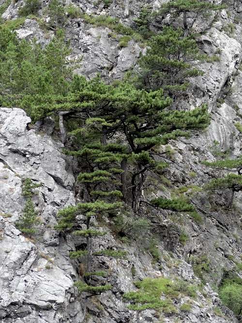 Black pine in the Paklenica highlands
