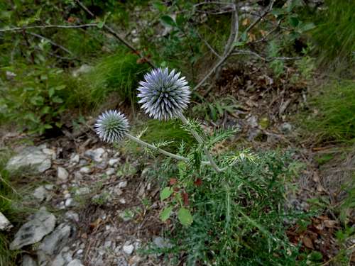 Thistle in Paklenica