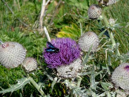Thistle and fly
