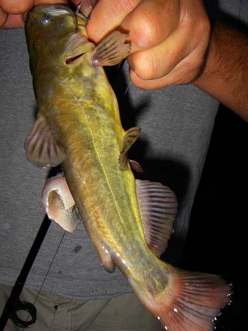 Black bullhead Catfish