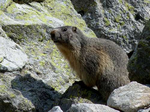Marmot-Marmota-Marmotte