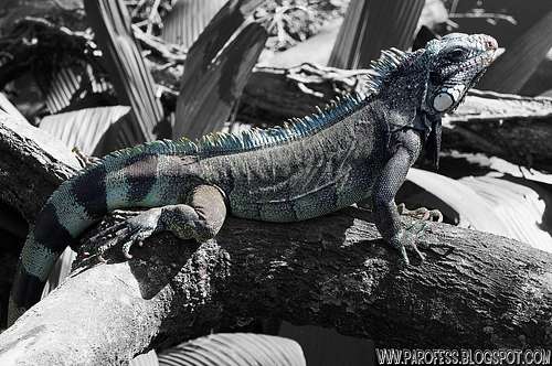 Another Iguana cutout