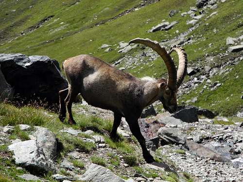 A big male of ibex in P.N.G.P.