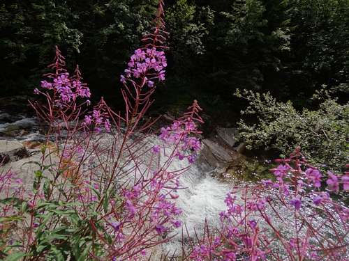 Pink fireweed and white Elbe