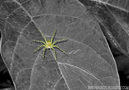 Green spider (<b><i>Architis sp</b></i>) in cutout